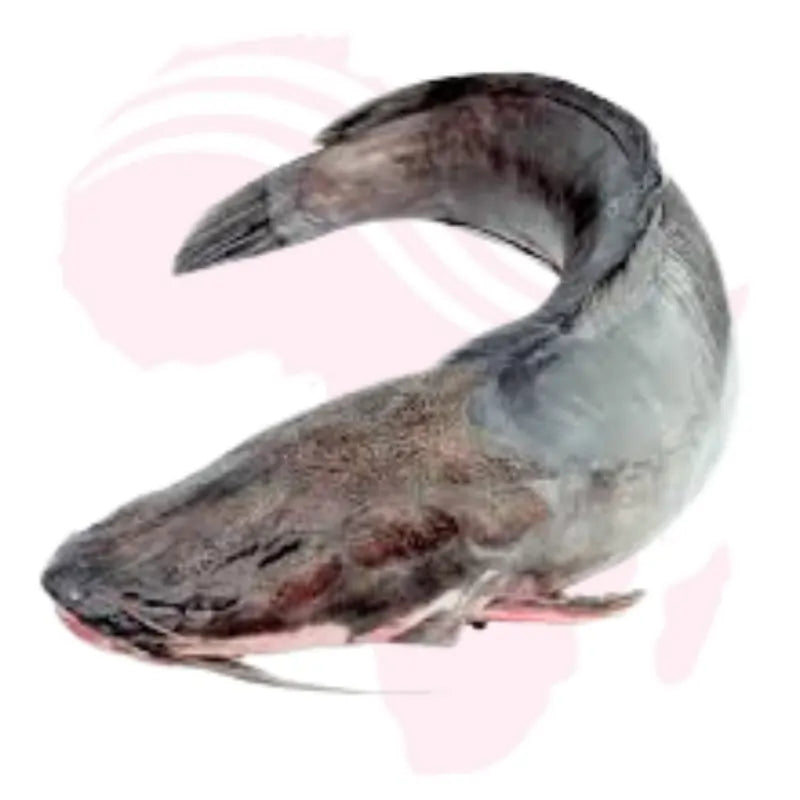 Fresh African Catfish – Cleaned & Ready to Cook – Premium Quality – 1kg-1.5kg (1 Piece)