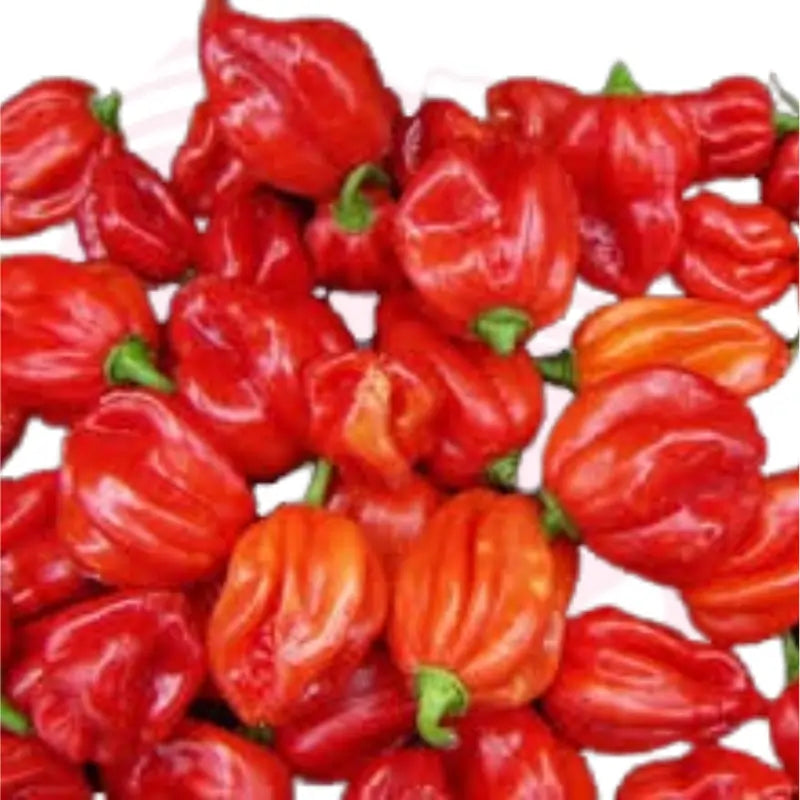 Fresh African Hot Pepper Pods – Authentic African Spice
