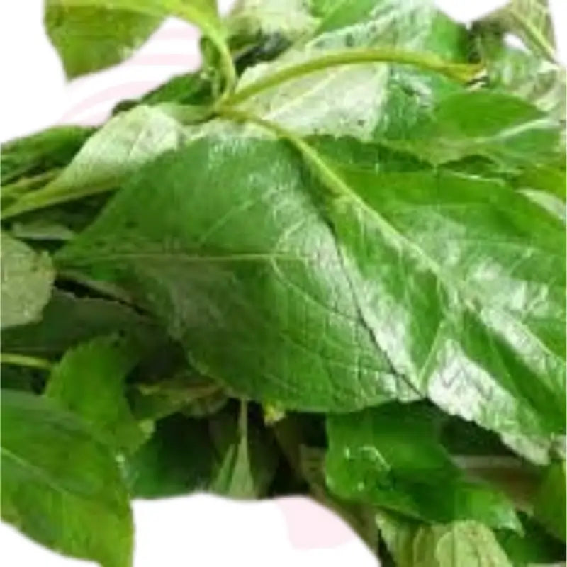 Fresh Nigerian Scent Leaf (Efirin) – Organic African Basil | Natural Herbal Leaf for Cooking & Health 70g pack