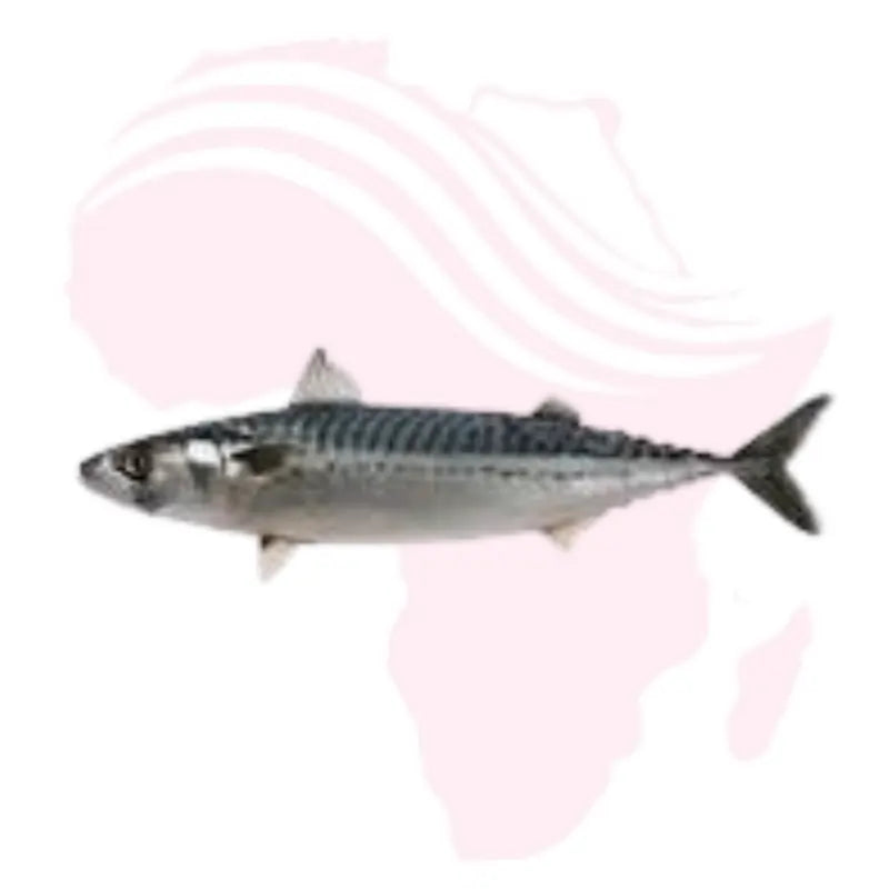 Fresh Titus Fish – Whole Mackerel 1 Piece | Premium Quality Atlantic Fish for Stew, Grilling & Frying