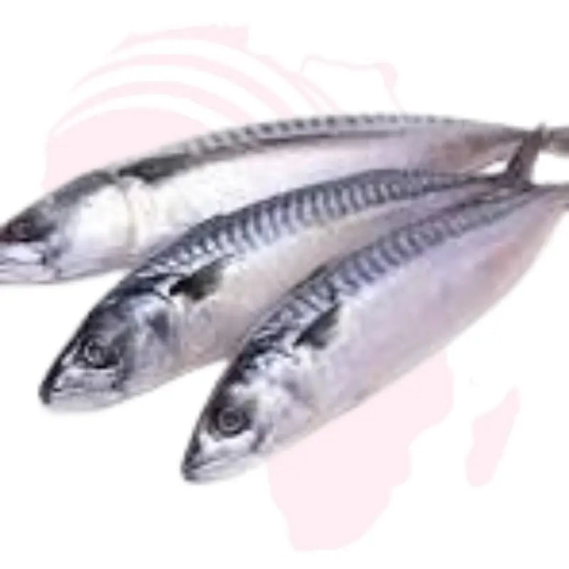 Fresh Titus Fish – Whole Mackerel 1 Piece | Premium Quality Atlantic Fish for Stew, Grilling & Frying