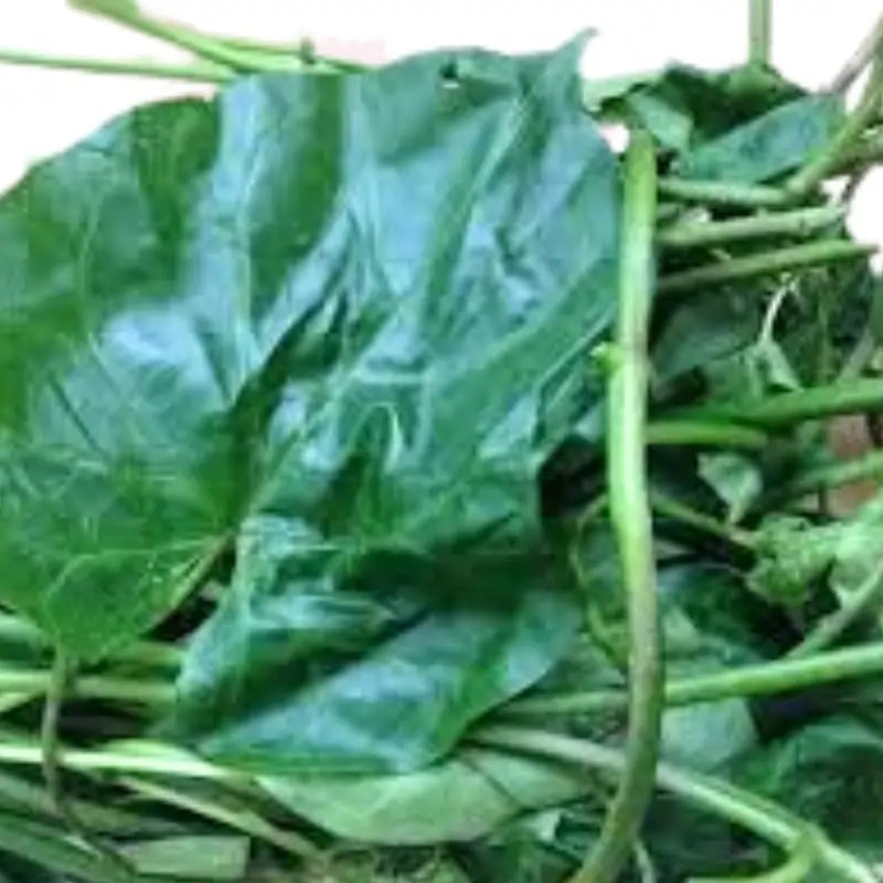 Fresh Nigerian Utazi Leaf – Authentic African Bitter Herb | Organic & Natural Leaf for Cooking 70g pack and Health